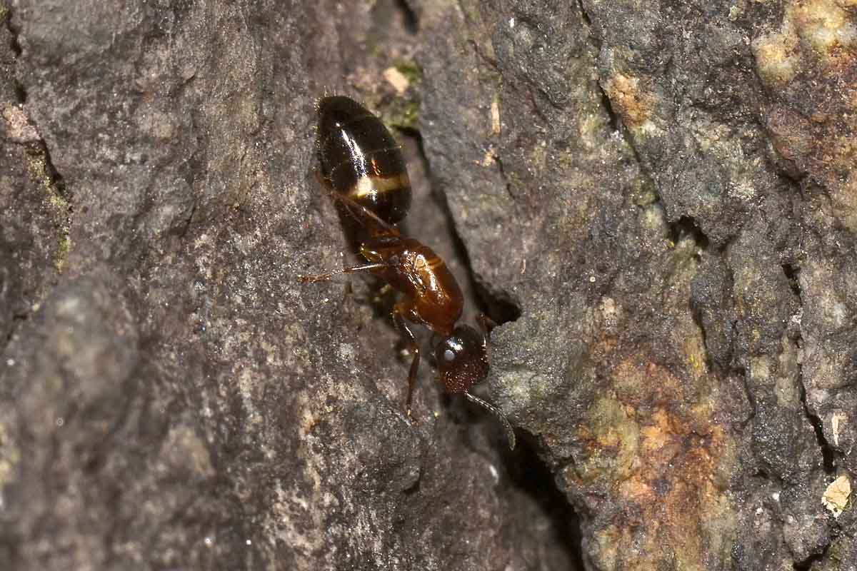 Camponotus truncatus, femmina errabonda